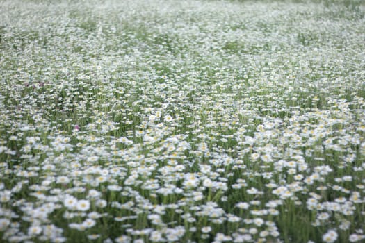 background of flowers field of daisies. selective focus,