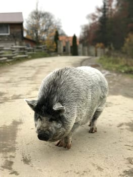 A big black pig walks down the village street.