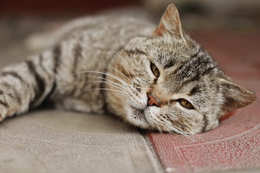 British cat. The portrait was made at lunchtime when the cat lay down to rest. The cat looks at the camera.