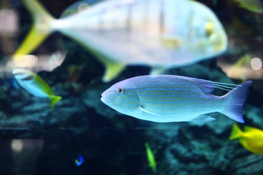 Close up of Exotic fishes in an aquarium