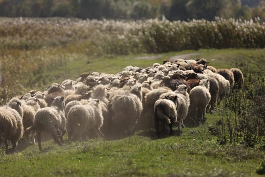 a flock of sheep grazing on green grass in the field.