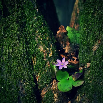 The power of nature. A beautiful little purple flower growing from a green tree in moss. Natural colorful background. Liverwort (Hepatica nobilis)