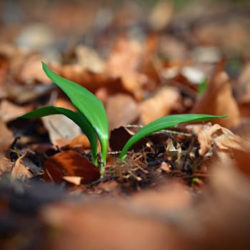 Beautiful healthy green wild garlic plant. Natural medicine - medicinal herb. (Allium ursinum)