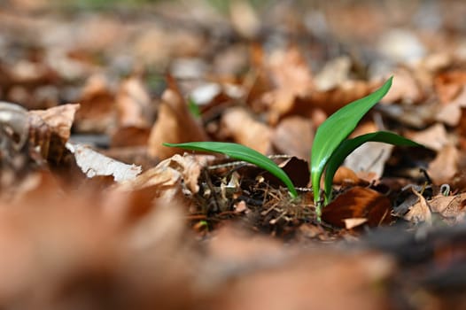 Beautiful healthy green wild garlic plant. Natural medicine - medicinal herb. (Allium ursinum)