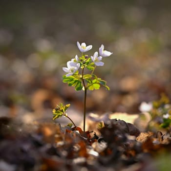 Spring background. Beautiful little white flowers in nature.
Small plant in the forest (Isopyrum thalictroides)