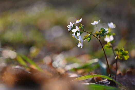 Spring background. Beautiful little white flowers in nature.
Small plant in the forest (Isopyrum thalictroides)