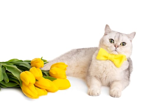 White British cat in a yellow bow tie, lie next to with a bouquet of yellow tulips, on a white background. Copy space