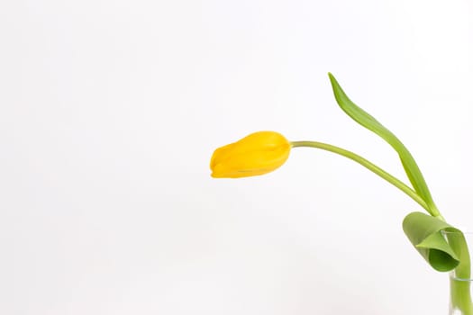 One adorable yellow tulip flower stands at the side of the frame, highlighted on a white background.