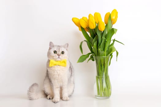 White British cat in a yellow bow tie, sitting next to a glass vase with a bouquet of yellow tulips, on a white background. Copy space