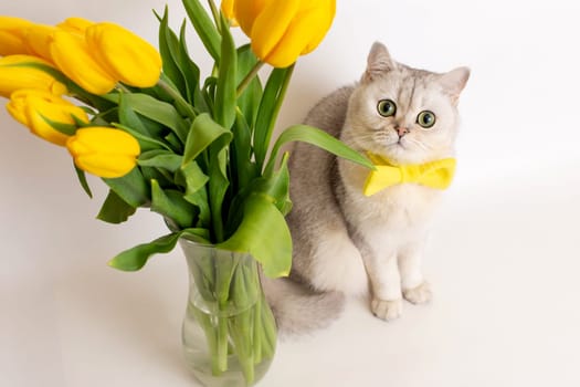 Beautiful white British cat in a yellow bow tie, sitting next to a glass vase with a bouquet of yellow tulips, on a white background, look at camera. Top view. Copy space