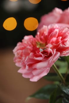 A diamond engagement ring in the petals of a beautiful pink-colored rose on bokeh background. Marriage proposal. Wedding.