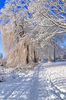 Trees in winter with a lot of snow on them