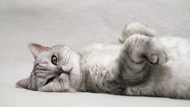 Scottish straight cat lies on his back. Cat upside down. Close up white cat face