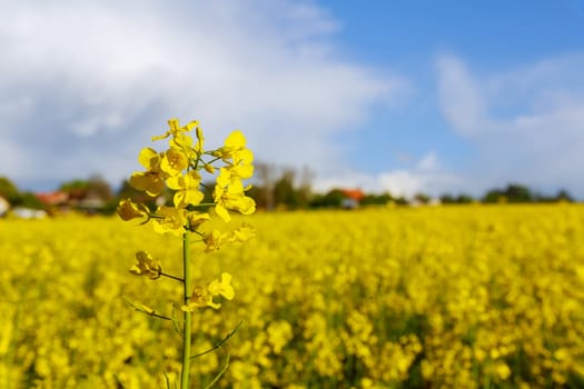 Yellow rape flower on the background of a yellow field of flowers. Annual oil plant. Oil and biofuel production. Agricultural market.