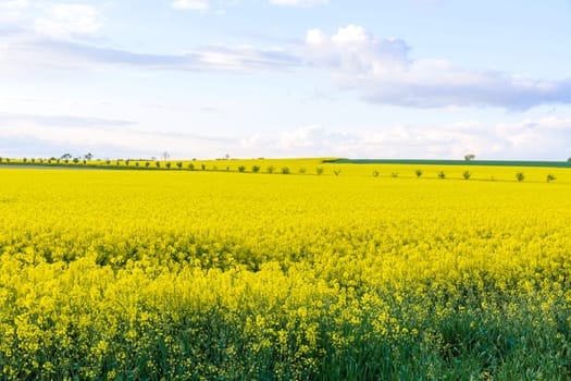 Rapeseed field, beautiful plantations of a farmer with oil crops. Agricultural market.