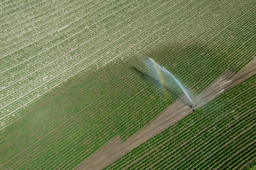 Protection of potatoes from drought. Plantation with potatoes is watered. Modern irrigation.