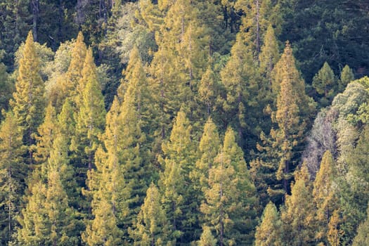 Bird's Eye View of Lush Pine Trees in a Pristine California Forest. High quality photo