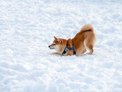 Japanese red coat dog is in winter forest. Portrait of beautiful Shiba inu male standing in the forest on the snow and trees background. High quality photo. Walk in winter