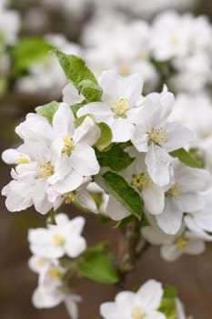 blooming apple tree branch with white flowers, early spring, beautiful nature, floral background. High quality photo