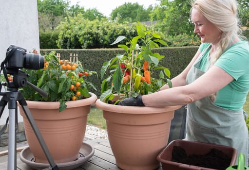 middle aged blonde woman hosts broadcast for her social media blog on gardening how to transplant seedlings of cherry tomatous and bell pepper into a large pot. High quality photo