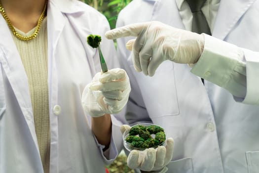 Closeup scientists grasping gratifying heap of cannabis weed buds on petri dish with tweezers harvested from a curative indoor cannabis farm. Cannabis farm in grow facility for high quality concept