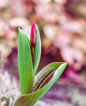 Beautiful red tulip bud in the garden in spring