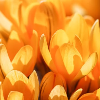 Yellow crocus flowers. Macro floral background for holiday brand design