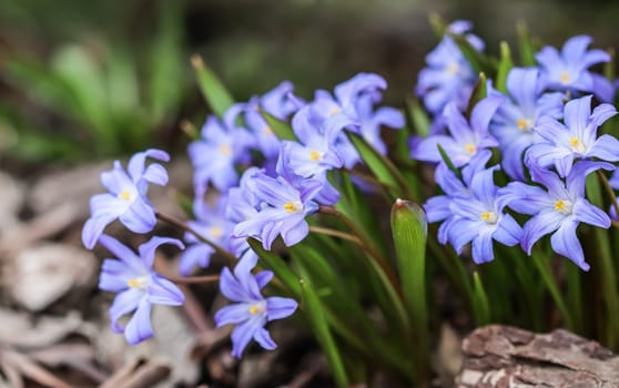 Blooming beautiful blue Chionodoxa flowers in the spring garden