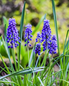 Blue buds flowers Muscari armeniacum or Grape Hyacinth. Viper bow