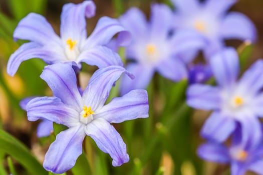 Blooming beautiful blue Chionodoxa flowers in the spring garden