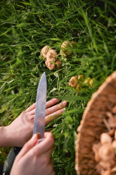 close up photo of a woman's hands picking mushrooms in a basket. High quality photo