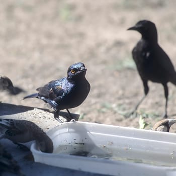 Glossy Starling, (Lamprotornis nitens), Africa, Namibia, Oshikoto, Etosha National Park