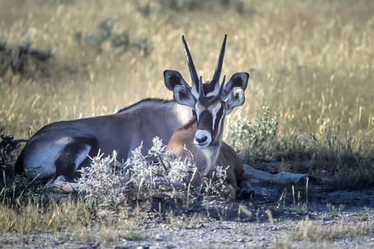 Gemsbok, (Oryx gazella), Africa, Namibia, Oshikoto, Etosha National Park