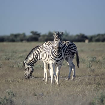 Plains Zebra, (Equus burchellii), Africa, Namibia, Oshikoto, Etosha National Park