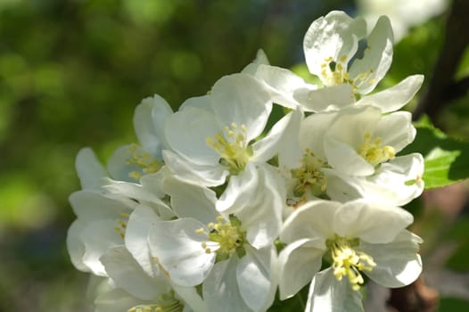 apple blossoms in spring on white background