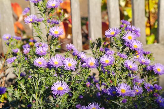Close up of light purple aster flower and large green leaves in a garden in a sunny autumn day, beautiful outdoor floral background