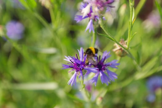 Closeup of bee pollinating blue cornflower.