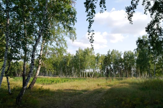 Calm fall season. Beautiful landscape with meadow in the forest. Maples and birch trees with green, yellow and orange leaves and footpath in the woodland in sunny day