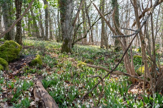 White snowdrops in the early spring in the forest. Beautiful footage of galanthus commonly known as snowdrop.