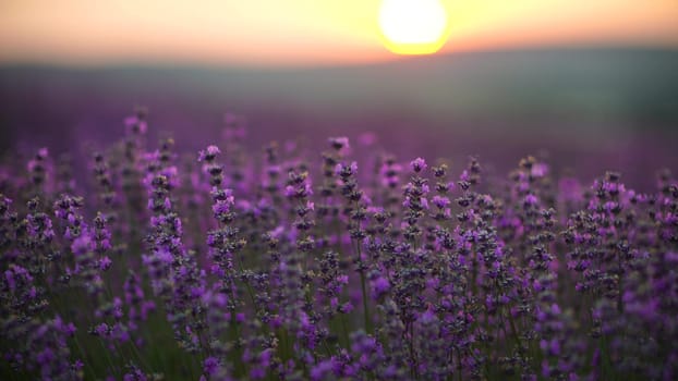 Lavender field at sunset. Blooming purple fragrant lavender flowers against the backdrop of a sunset sky.