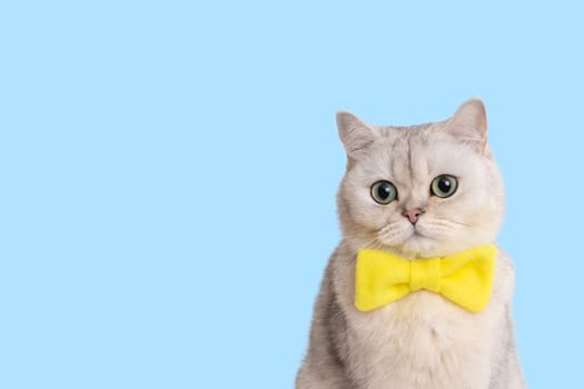Funny charming white cat in a yellow bow tie, on a light blue background, looks down. Close up. Copy space