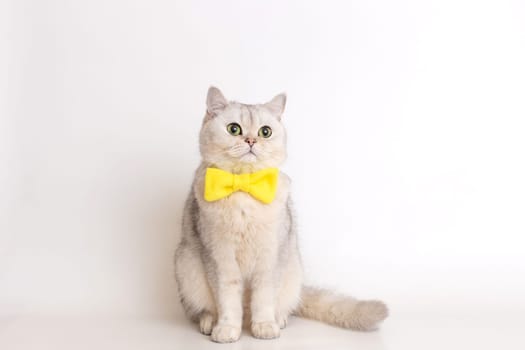 A charming white cat in a yellow bow tie, sitting on a white background, looks away. Copy space