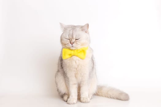 a white British cat in a yellow bow tie, sitting on a white background, sits with his eyes closed. Copy space