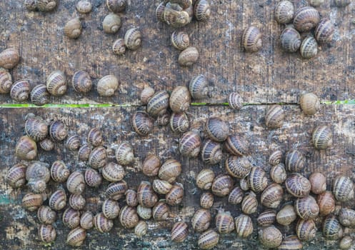 many snails sit on a wooden shield on the farm where they are grown.