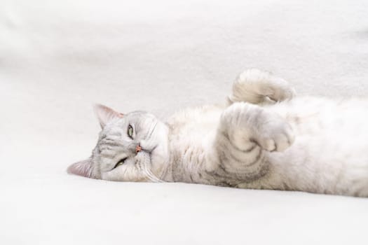 Scottish straight cat lies on his back. Cat upside down. Close up white cat face