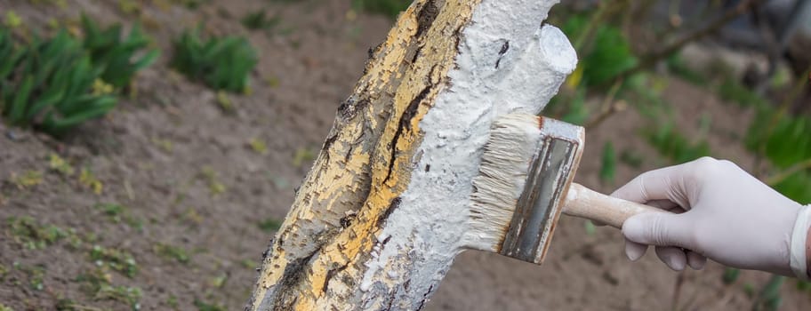 a male farmer covers a tree trunk with protective white paint against pests. Selective focus