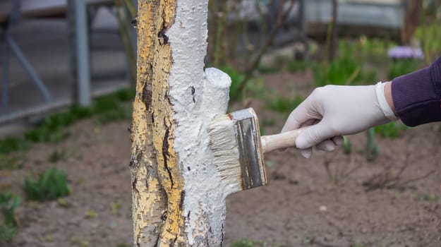 a male farmer covers a tree trunk with protective white paint against pests. Selective focus