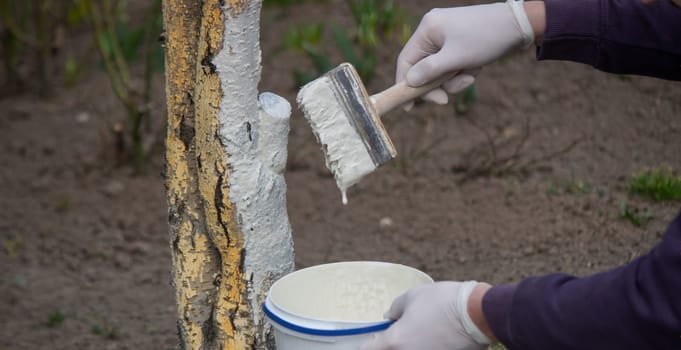 a male farmer covers a tree trunk with protective white paint against pests. Selective focus