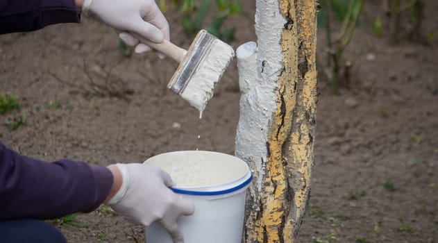 a male farmer covers a tree trunk with protective white paint against pests. Selective focus