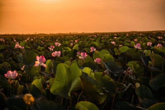 Sunrise in the field of lotuses, Pink lotus Nelumbo nucifera sways in the wind. Against the background of their green leaves. Lotus field on the lake in natural environment